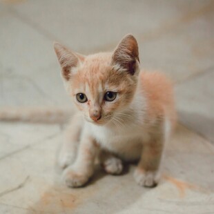 可爱小奶猫蹲坐地面