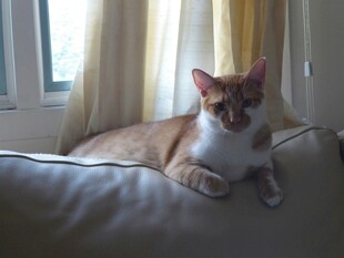 沙发上惬意的猫咪