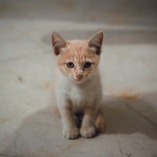 可爱小猫咪蹲坐