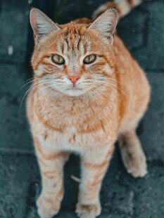 橘猫站立凝视