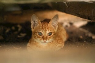 橘猫躲在暗处好奇张望