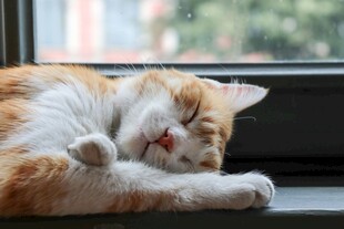 窗边酣睡的萌态猫咪