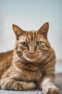 橘猫趴卧眼神明亮惹人爱