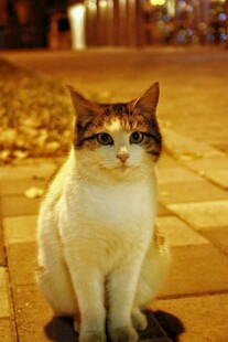 夜晚街边的三色猫咪