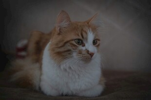 可爱猫咪侧卧凝视