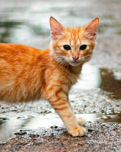 雨中橘猫