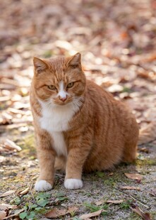 橘猫悠闲趴于落叶之地