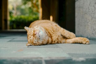 橘猫悠闲躺地惬意睡眠
