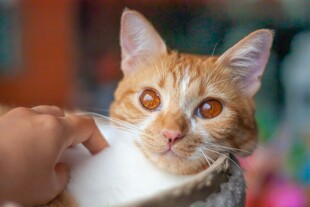 猫咪被温柔抚摸瞬间
