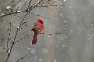 雪中红雀栖于枝头
