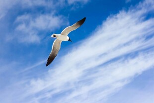 蓝天中翱翔的海鸥