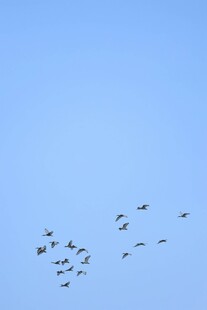 蓝天飞鸟群