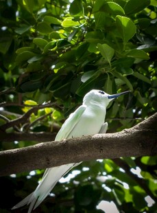 枝头白鸟