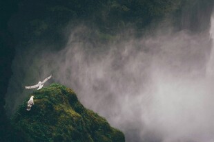 悬崖飞鸟伴云雾美景