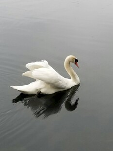 优雅天鹅悠游于平静湖面