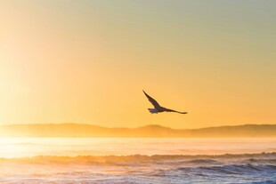 夕阳下海鸥翱翔于海面