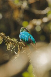枝头绚丽小鸟