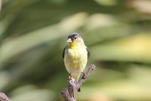 枝头黄羽小鸟