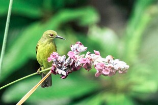 绿鸟栖于粉花枝头