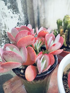红红火火多肉 唐印 植物 盆栽