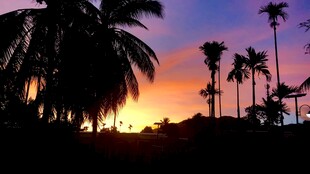 夕阳下的棕榈树剪影美景