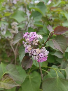 紫色小花绽放绿叶间