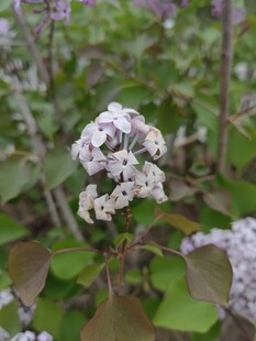 白色小花绽放绿叶间