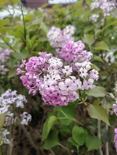 盛开的紫丁香花朵