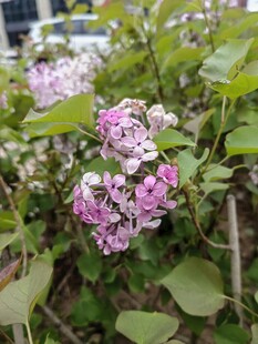绽放的粉紫色花卉
