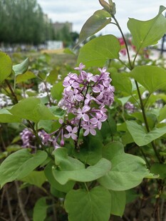 绽放的紫色花卉植物