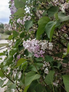 绽放的紫丁香花朵
