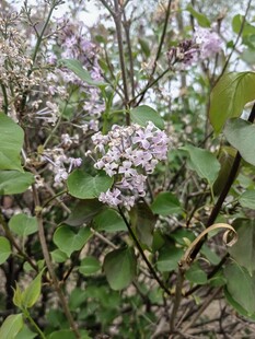 紫花绿叶植物特写