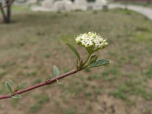 枝头绽放的小白花