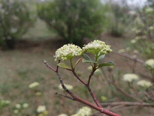 枝头小白花绽放