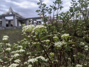 乡村繁花与远处屋舍