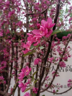 盛开的粉色繁花枝头