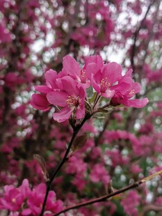 娇艳盛开的粉红色花朵