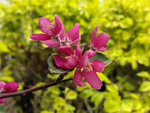 粉色桃花