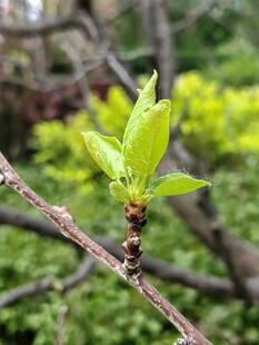 枝头嫩叶旁的黑色毛毛虫