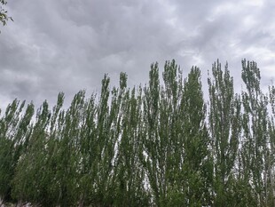 垂柳映灰空