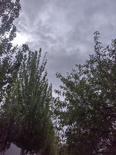 阴天时繁茂的绿树