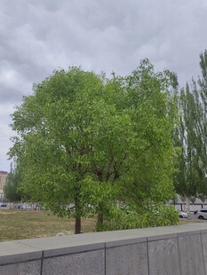 路边葱郁大树