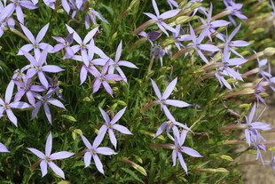 彩星花