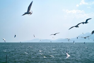 海面上飞翔的成群海鸥