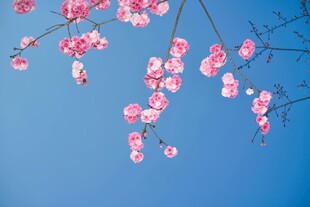 蓝天映衬下的粉嫩花枝