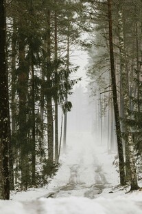 冬日迷雾森林雪景