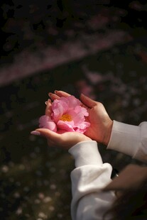 手捧娇艳花瓣