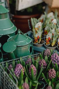 绿植花卉展示