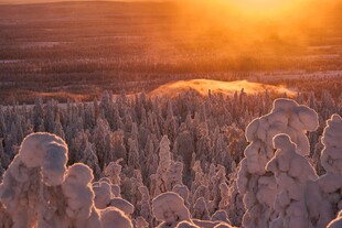 夕阳下的森林雪景奇观