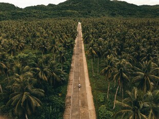 椰林中的笔直道路